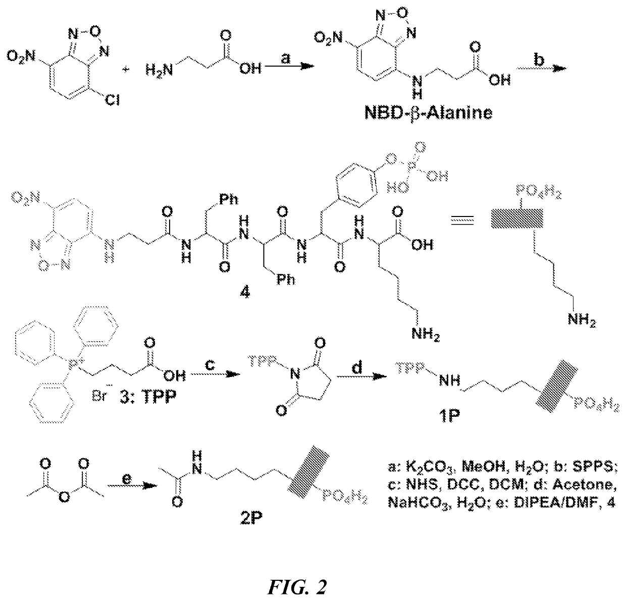Enzymatically activatable peptide-redox modulator conjugates and use thereof