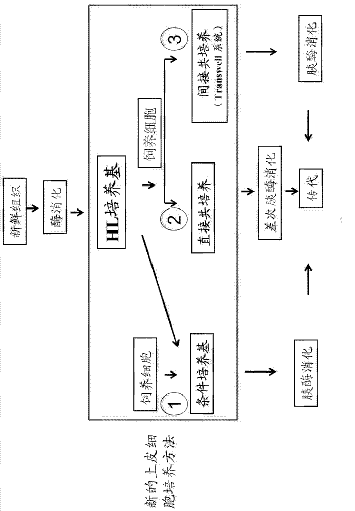 Culture medium, kit used for culturing cells and method for culturing cells