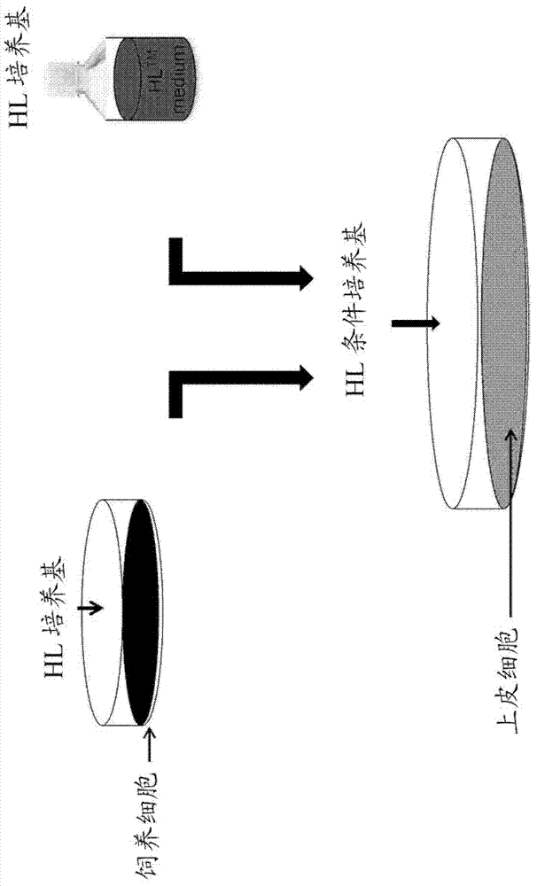 Culture medium, kit used for culturing cells and method for culturing cells