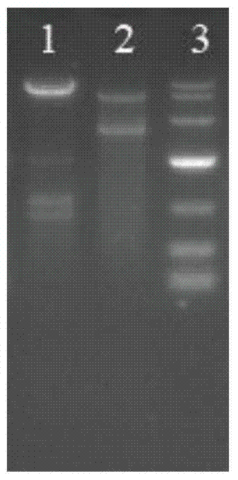 A recombinant Corynebacterium glutamicum producing l-phenylalanine and its construction and application