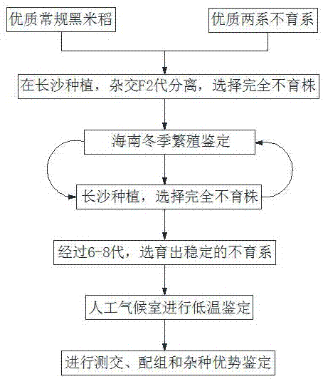 Cultivation method of two-line black rice sterile line
