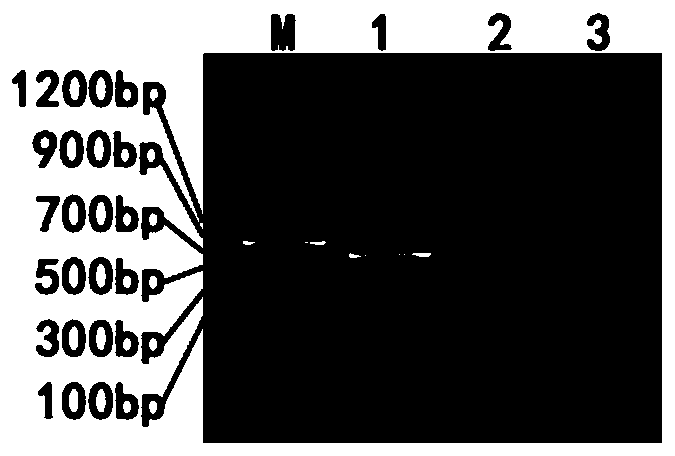 Development and Application of Specific Probes for Tandem Repeat Sequences of Decaploid Echinopsis elongatum