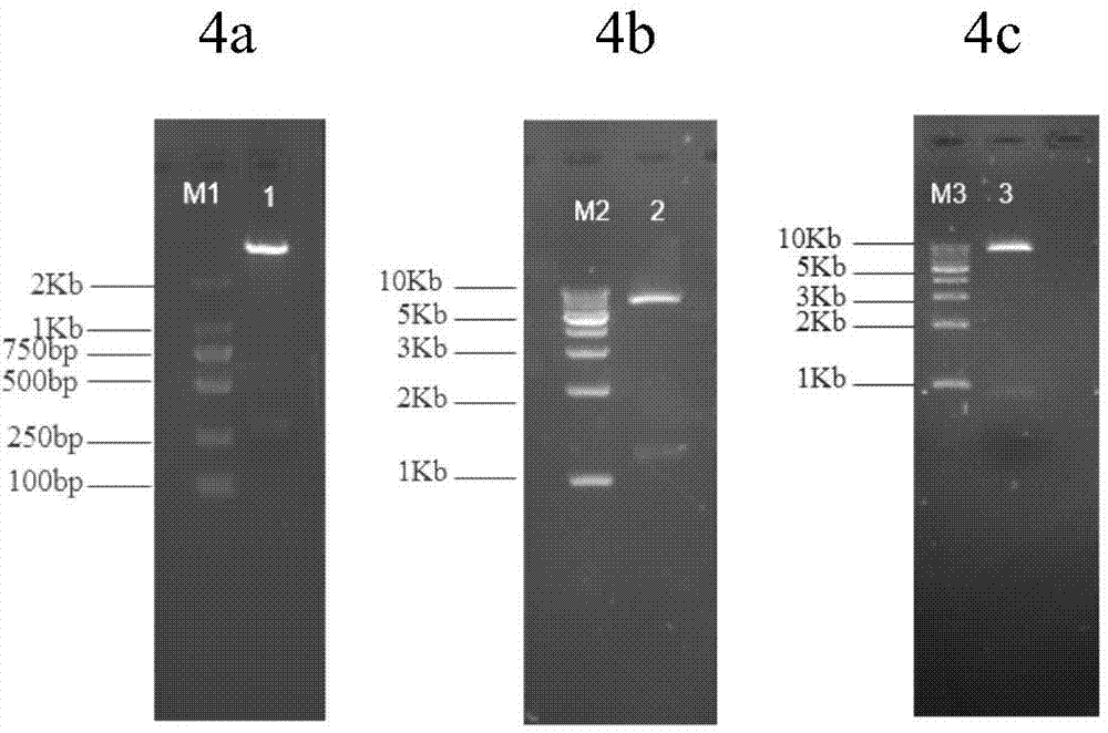 Yeast strain for displaying metallothionein on cell surface and application of same in heavy metal adsorption