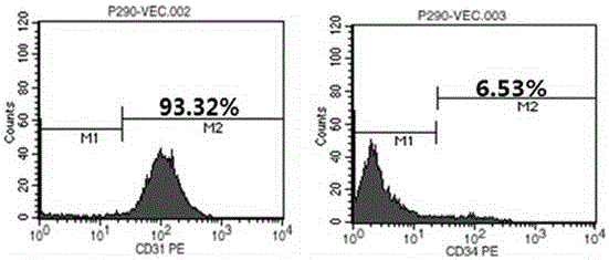 Method for isolated culture of umbilical vein endothelial cell