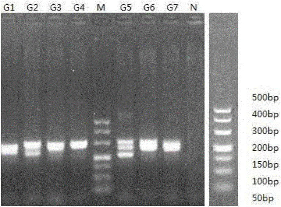 PCR primer used for amplifying human breast cancer susceptibility gene BRCA1 and BRCA2 coding sequence and application thereof