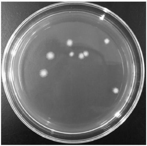 Method for transforming Bacillus siamensis by electric shock