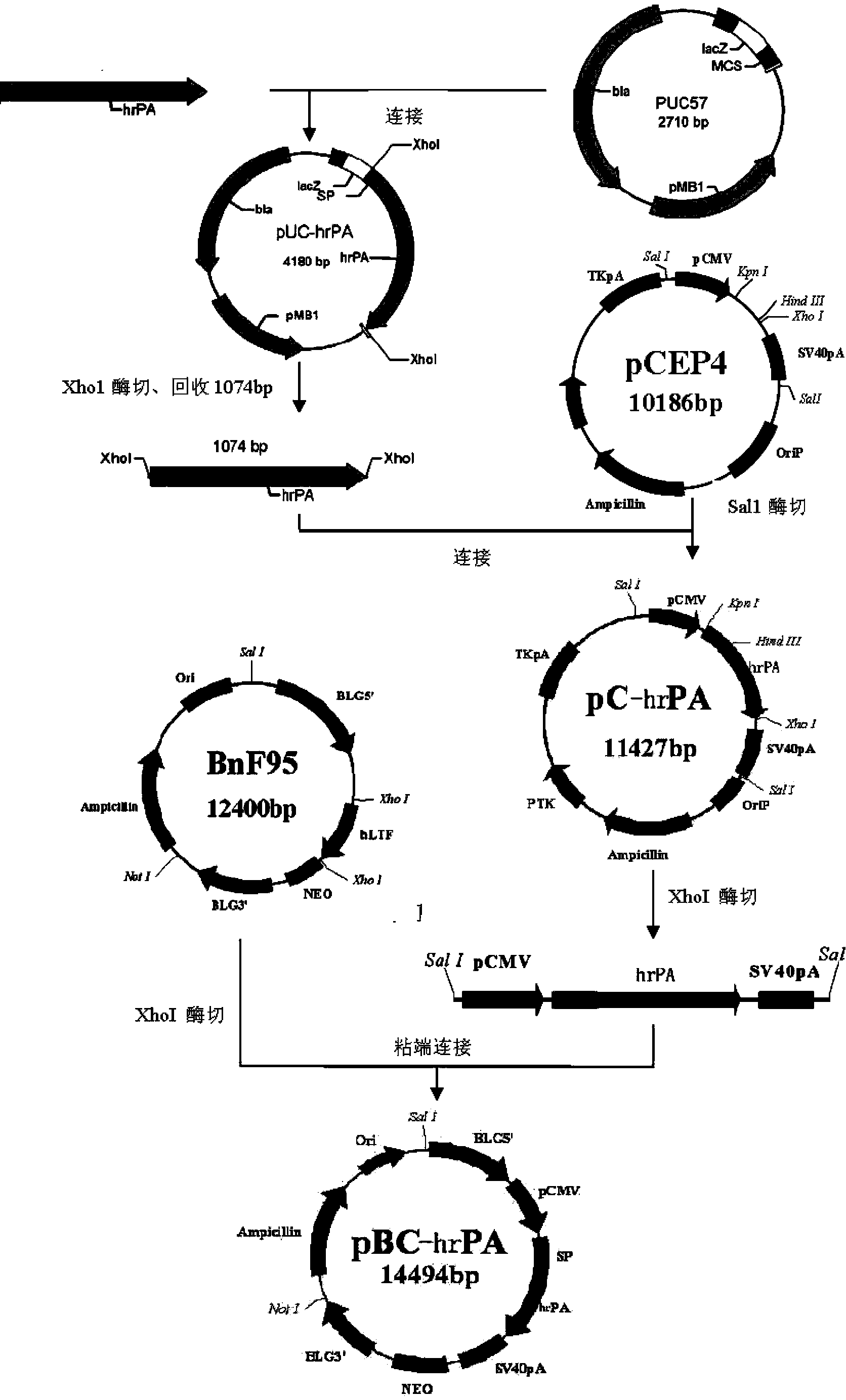 Method for producing human recombinant plasminogen activator protein with transgenic sheep in large scale