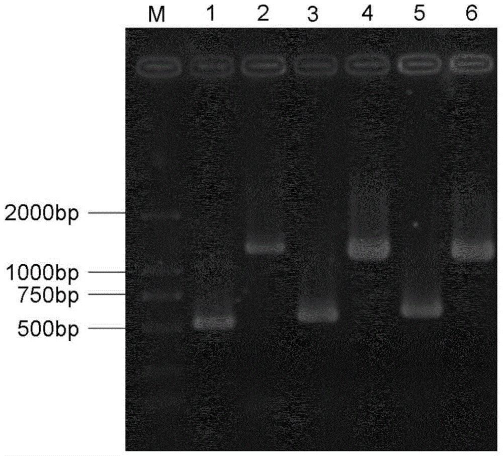 H5 subtype avian influenza vaccine candidate strain rs‑156‑/170+/181‑ and its construction method and application