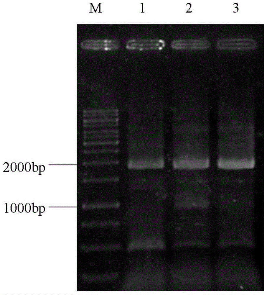 H5 subtype avian influenza vaccine candidate strain rs‑156‑/170+/181‑ and its construction method and application