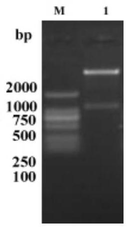 A kind of recombinant BCG strain overexpressing Mycobacterium tuberculosis rv3586 and its application