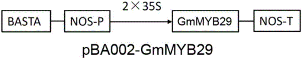 MYB type transcription factor GmMYB29 of Glycine max as well as encoding gene and application of transcription factor GmMYB29