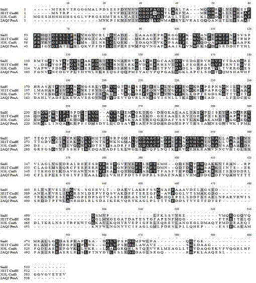 Halogenase gene of streptomyces xinghaiensis and product thereof, biosynthesis cluster of product modified by halogenase gene