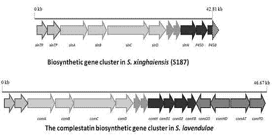 Halogenase gene of streptomyces xinghaiensis and product thereof, biosynthesis cluster of product modified by halogenase gene