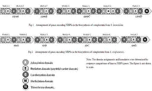 Halogenase gene of streptomyces xinghaiensis and product thereof, biosynthesis cluster of product modified by halogenase gene