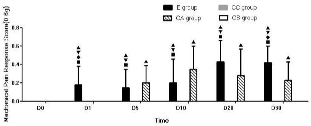 Ventricular catheterization for constructing rat model for researching PHN pinecone excision and construction method thereof