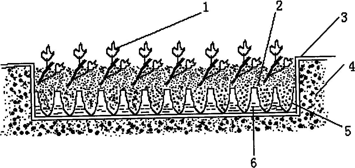 Factory culturing method for sweet potato seedlings with roots and tops
