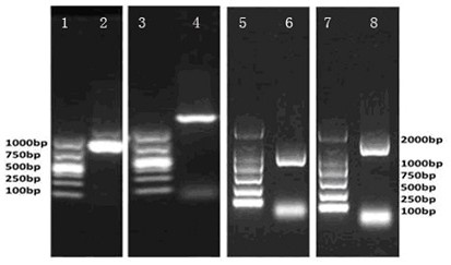 A method for expressing nitrogenase gene in eukaryotic cells