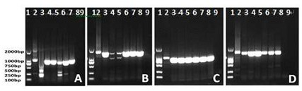 A method for expressing nitrogenase gene in eukaryotic cells