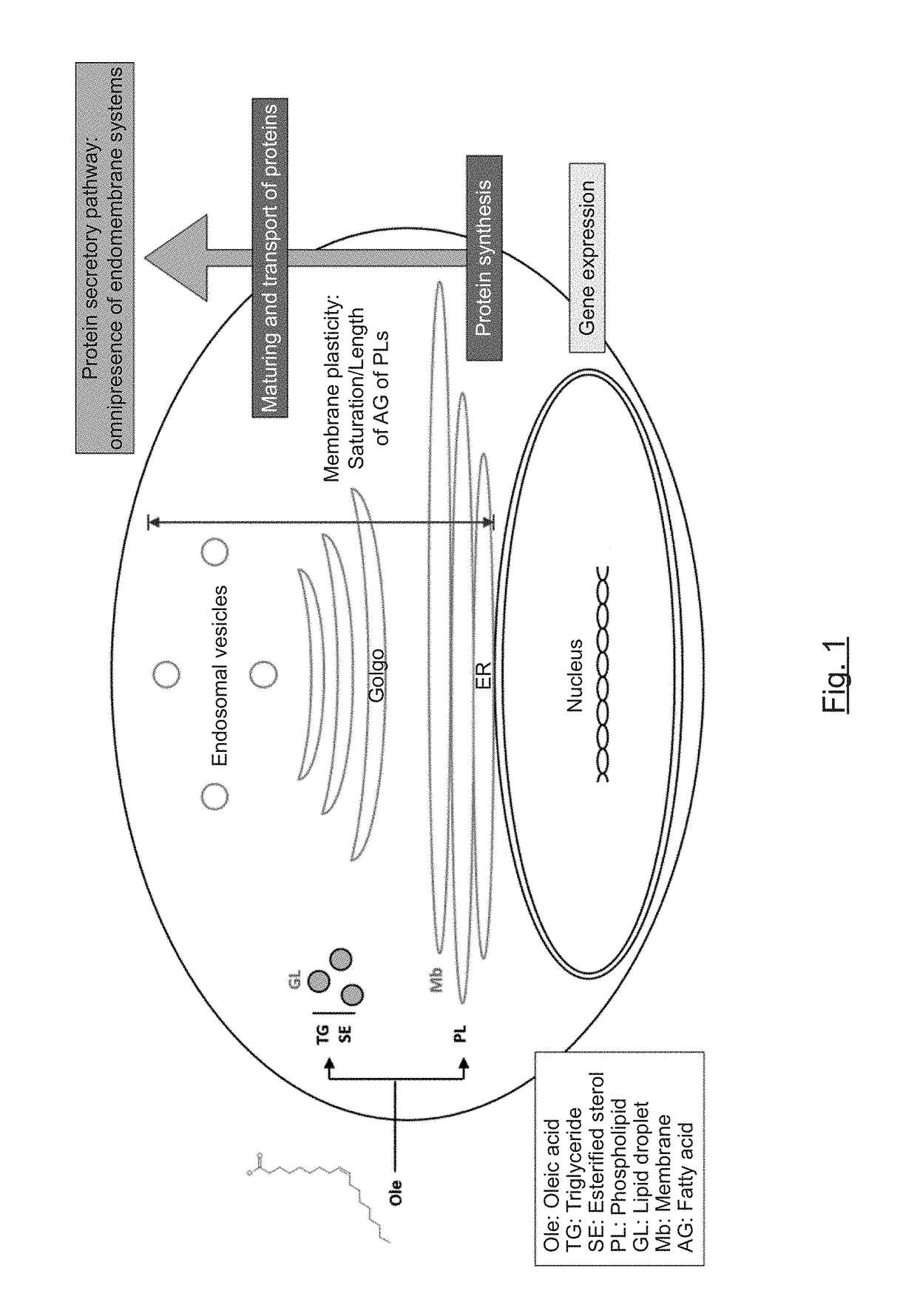 Compounds, compositions and corresponding uses for preventing and/or treating of dyslipidemia