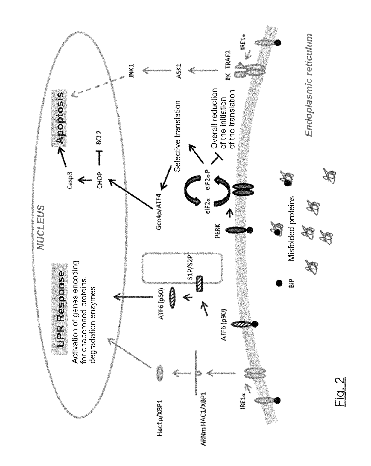 Compounds, compositions and corresponding uses for preventing and/or treating of dyslipidemia