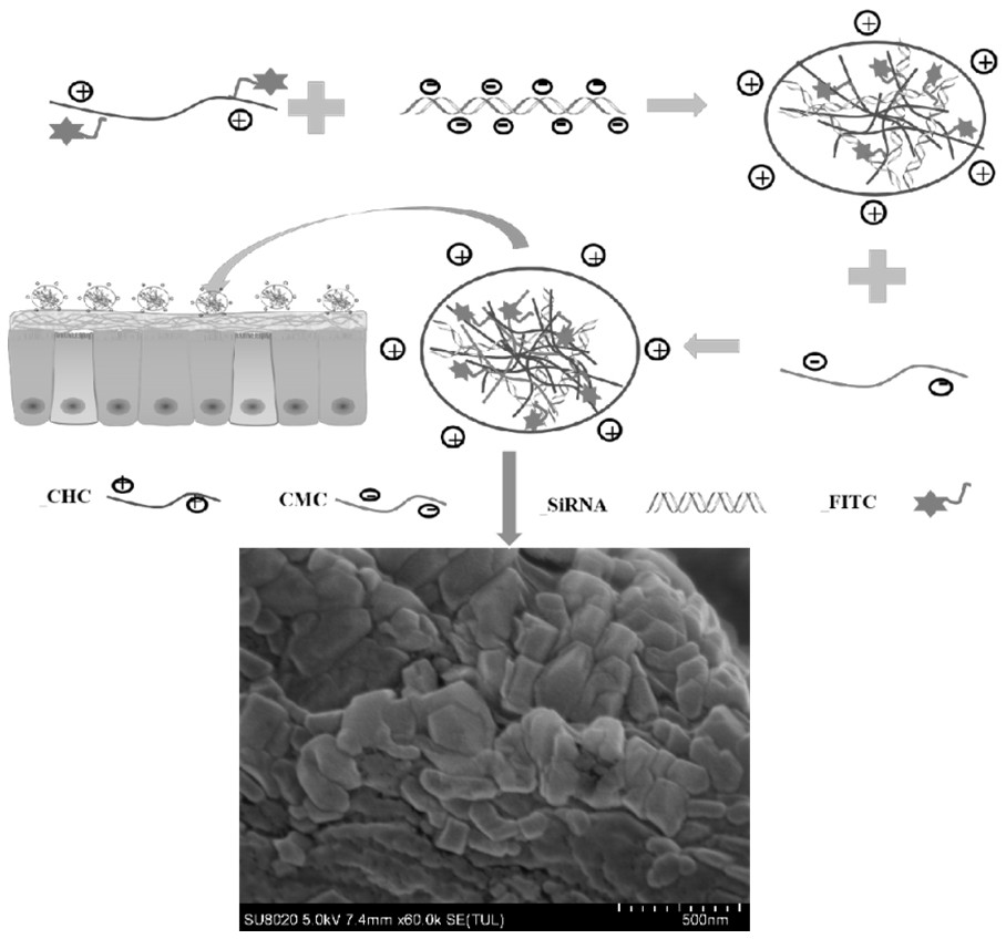 A preparation method of chitosan derivative nanoparticles delivering siRNA