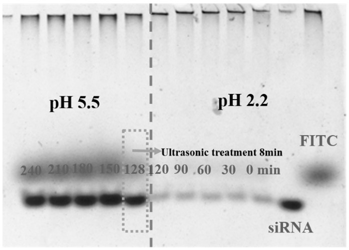 A preparation method of chitosan derivative nanoparticles delivering siRNA