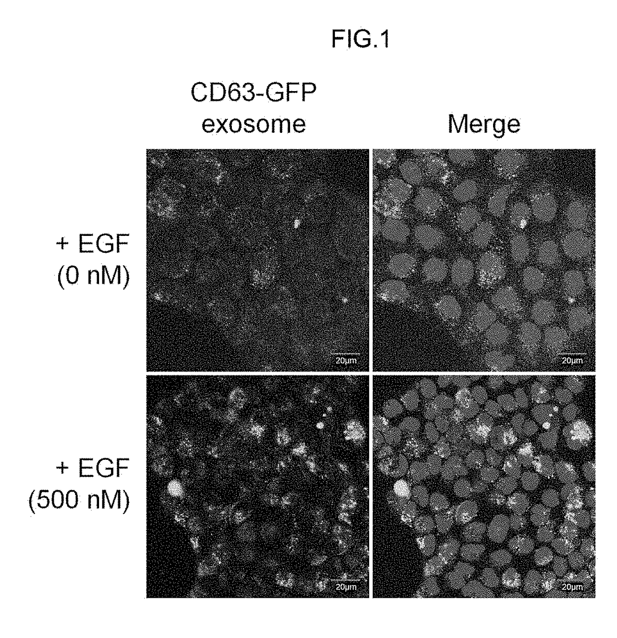 Method for introducing exogenous substance into cell, and material used in said method