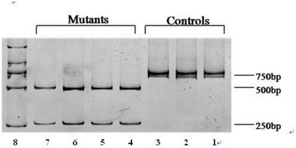 Method and kit for mutation detection of mitochondrion tRNA&lt;Leu(UUR)&gt;3253T&gt;C