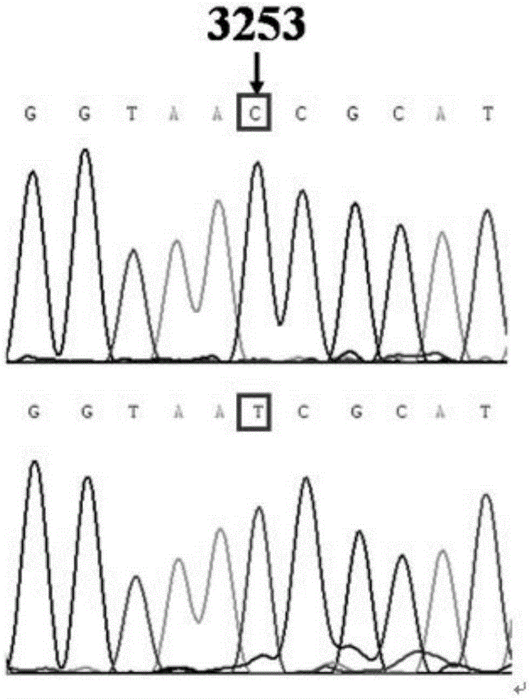 Method and kit for mutation detection of mitochondrion tRNA&lt;Leu(UUR)&gt;3253T&gt;C