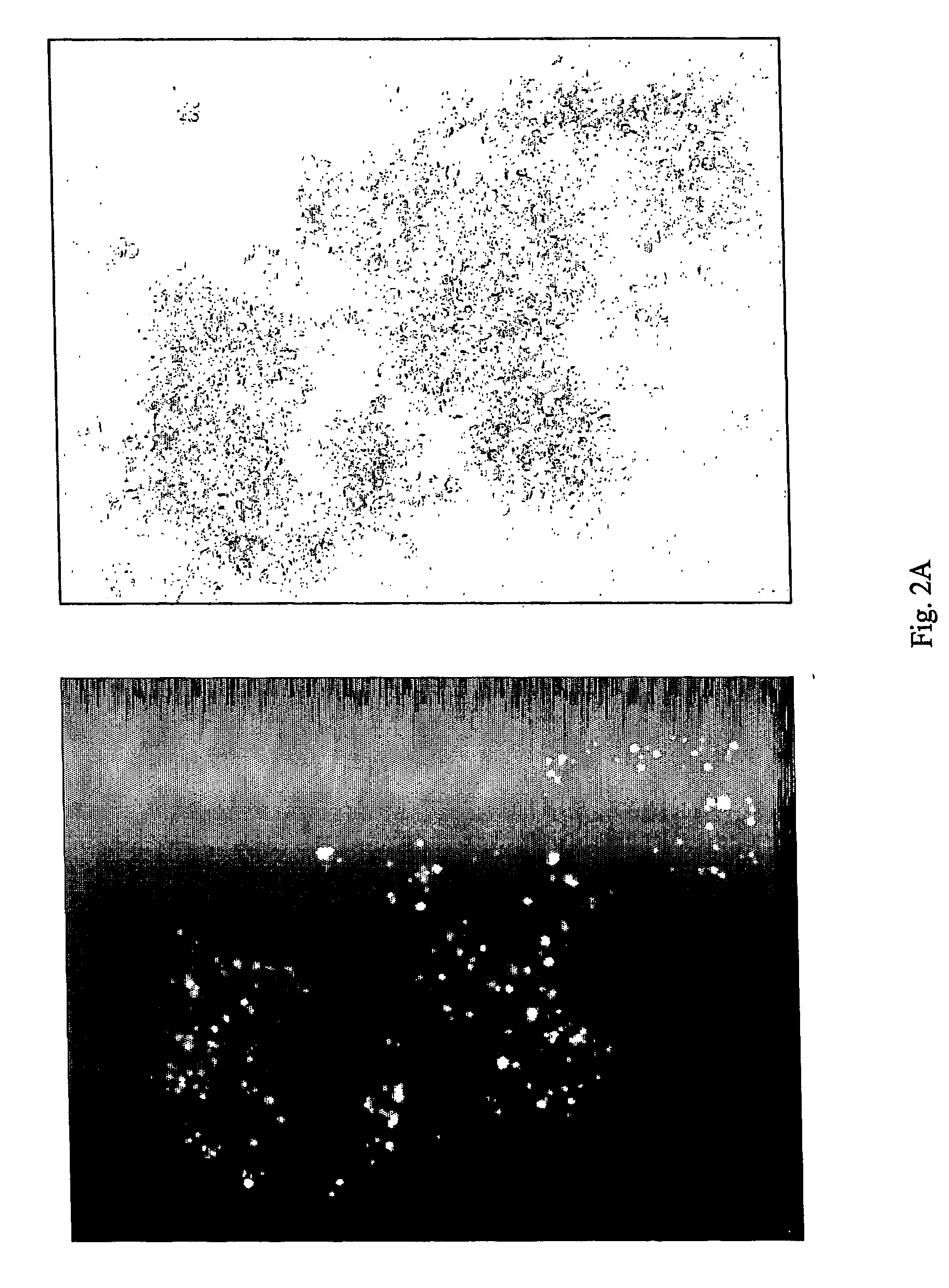 Methods of treatment and diagnosis using modulators of virus-induced cellular gene sequences