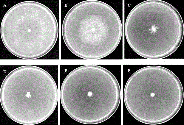 Application of rice base rot antibiotic zeamines in plant disease control