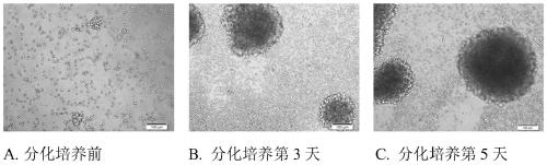 Method for cultivating Chinese rhesus monkey gammadelta T cells