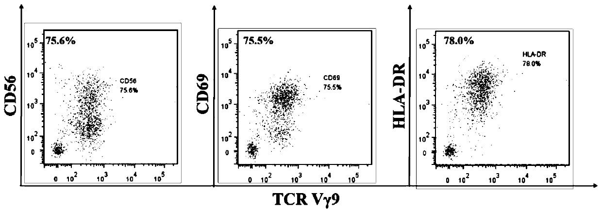 Method for cultivating Chinese rhesus monkey gammadelta T cells