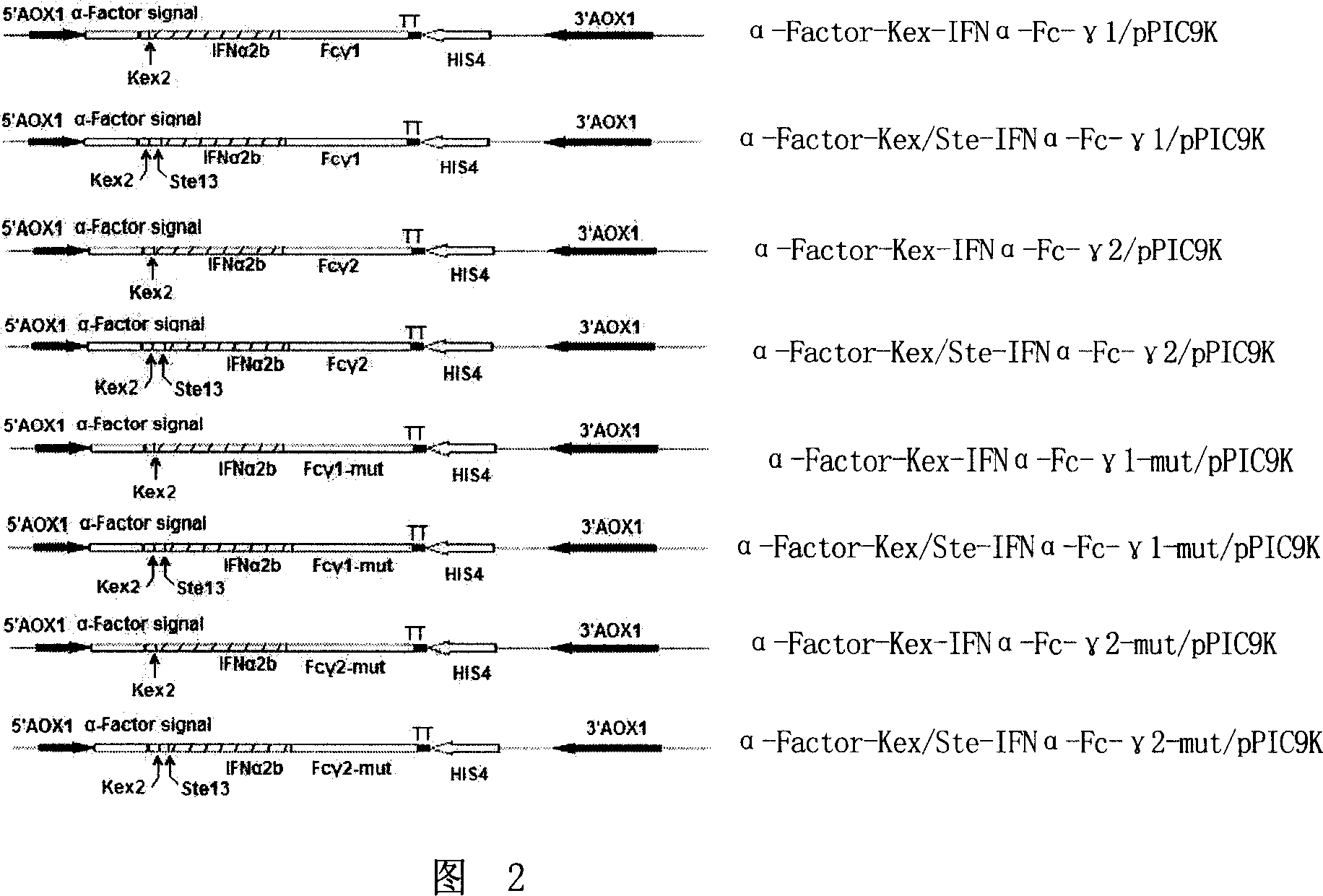 Fusion protein with alpha-interferon activity and its coded gene and use