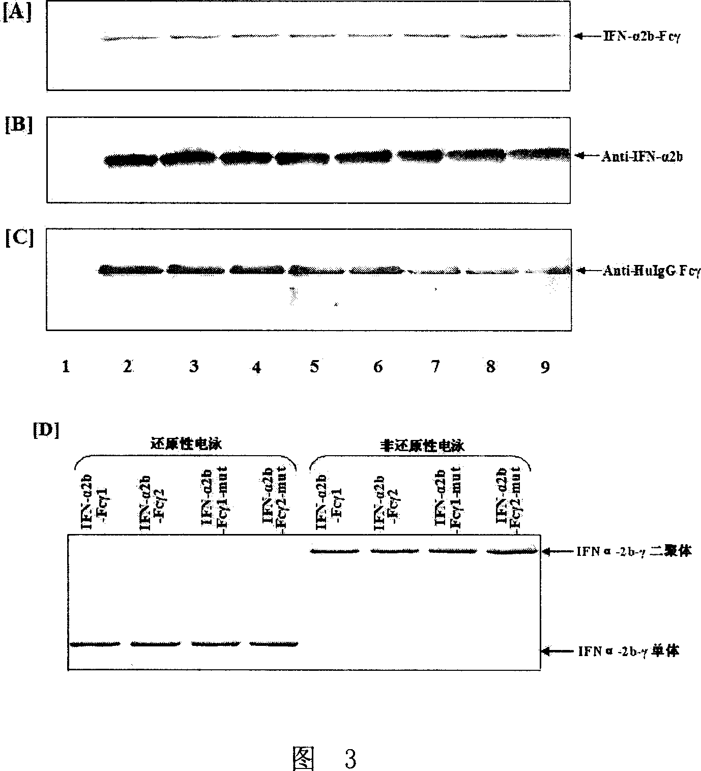 Fusion protein with alpha-interferon activity and its coded gene and use
