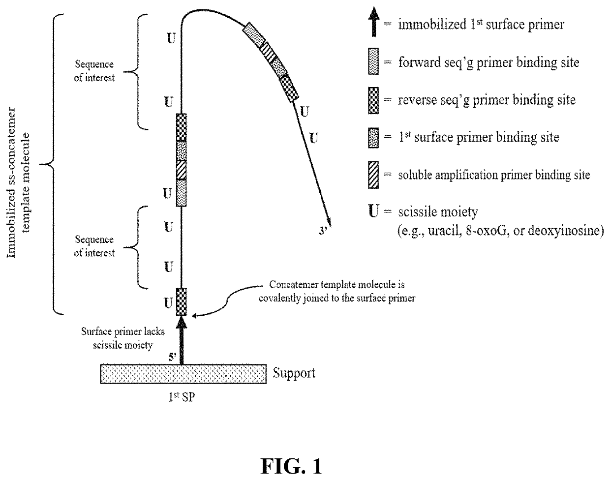 Compositions and methods for pairwise sequencing