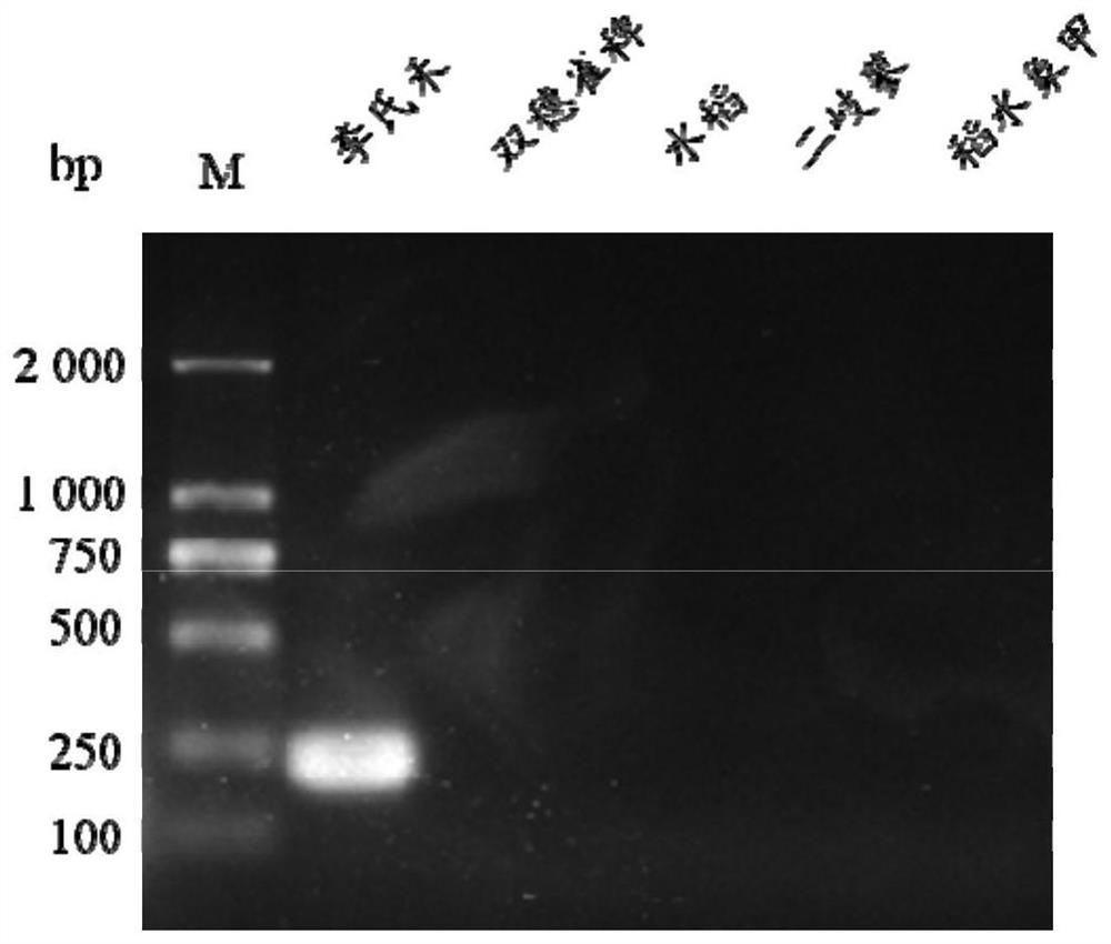 Method for detecting feeding habits of lissorhoptrus oryzophilus in intestinal tract based on SCAR-PCR technology