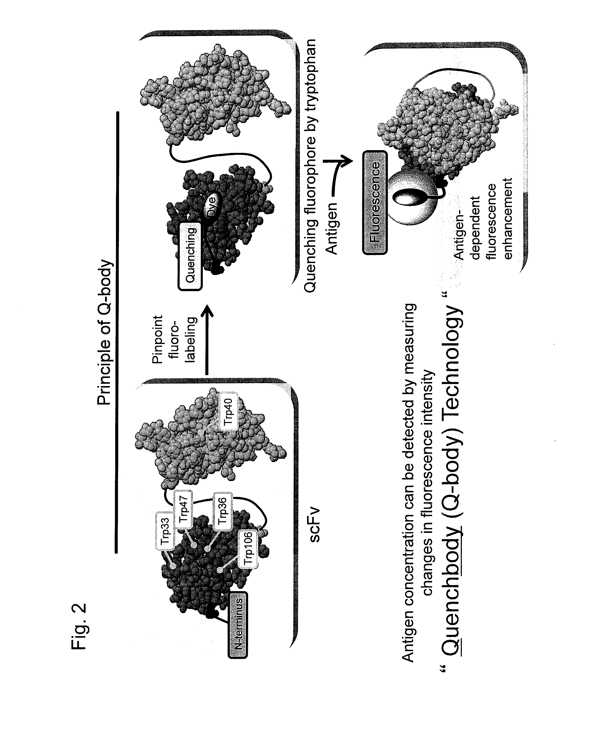 Fluorescence immunoassay using polypeptide complex containing fluoro-labeled antibody variable region