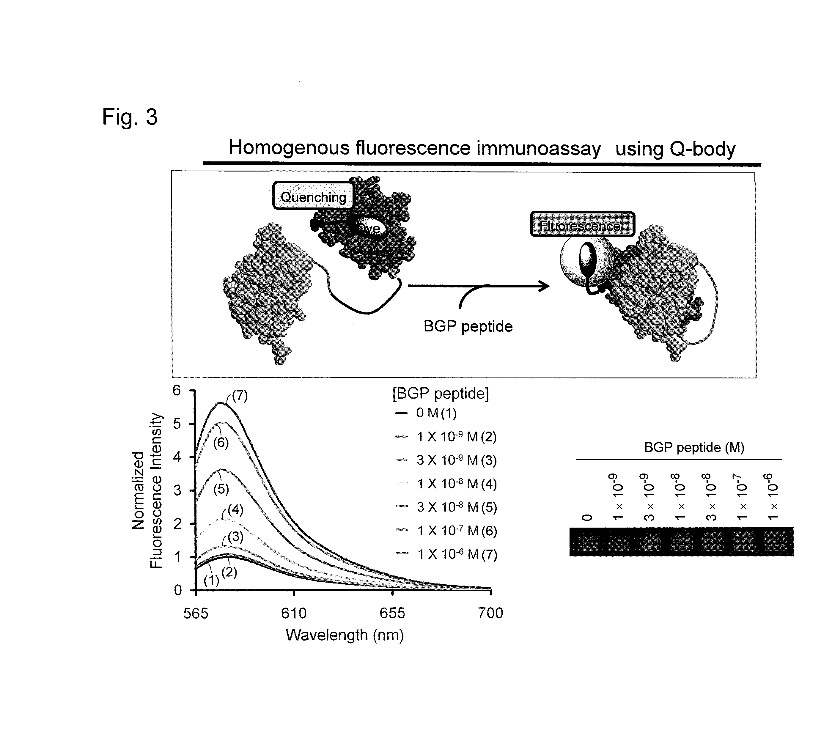 Fluorescence immunoassay using polypeptide complex containing fluoro-labeled antibody variable region