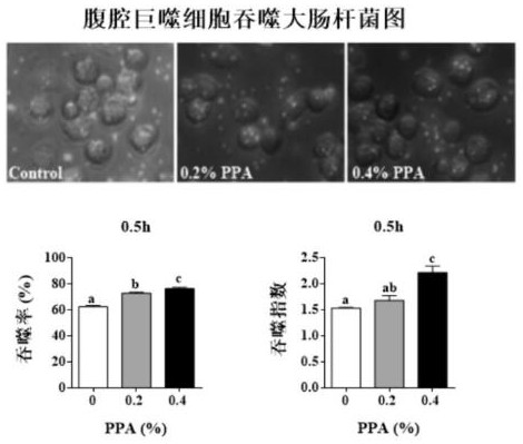 Application of phenylpyruvate in the preparation of immune enhancer