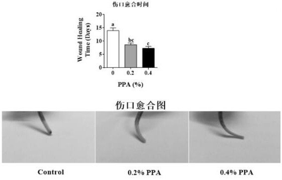 Application of phenylpyruvate in the preparation of immune enhancer