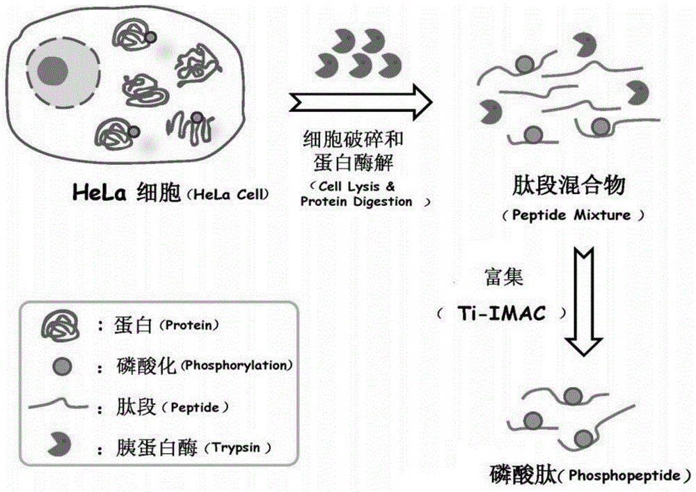 A rapid processing method for phosphorylated proteome samples