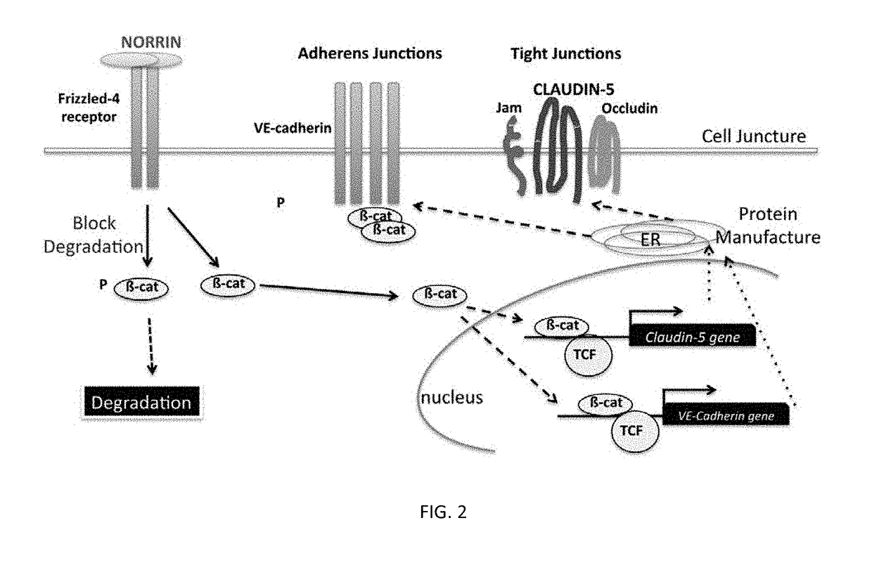 Norrin regulation of junction proteins and the use thereof to treat epithelial or endothelial membrane leakage induced edema