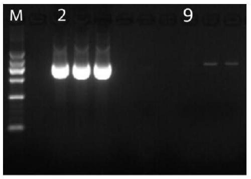 PCR detection primers and detection method of prawn infectious hypodermal and hematopoietic necrosis virus