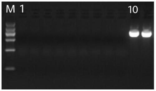 PCR detection primers and detection method of prawn infectious hypodermal and hematopoietic necrosis virus