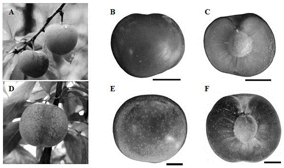 Early identification method of plum radiation-induced mutative material