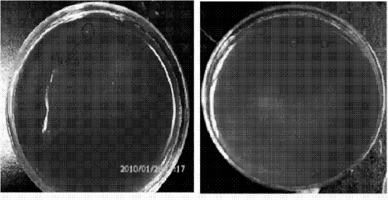 Solid culture medium for separating and purifying extremely thermoacidophilic archaea and preparation method thereof