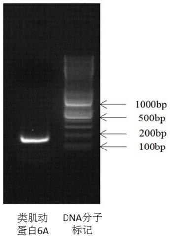 Bombyx mori actin 6A gene and application in detection of methylation level of bombyx mori actin 6A gene