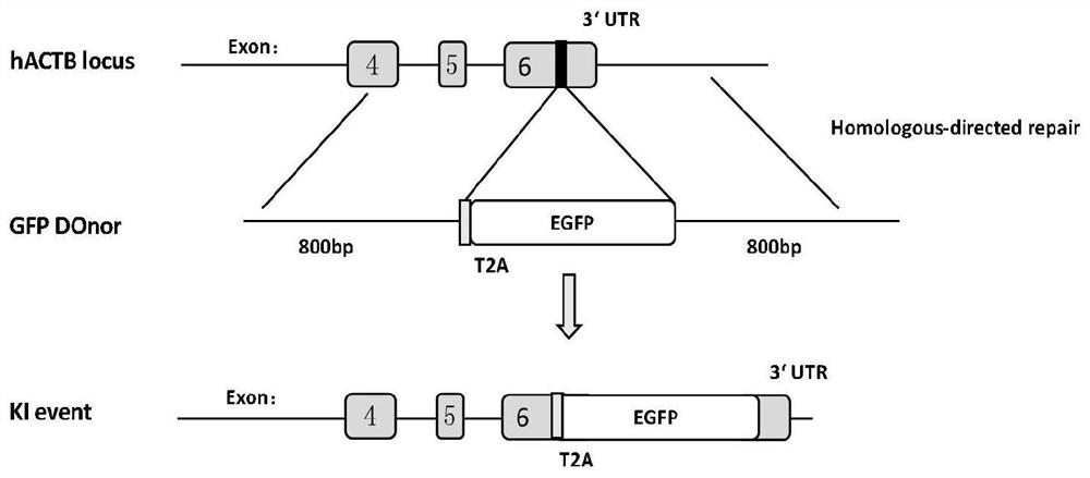 A method of using small molecular compounds to improve the efficiency of genome-directed insertion