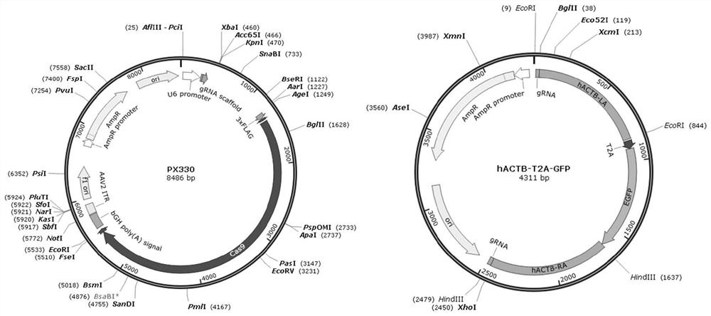 A method of using small molecular compounds to improve the efficiency of genome-directed insertion